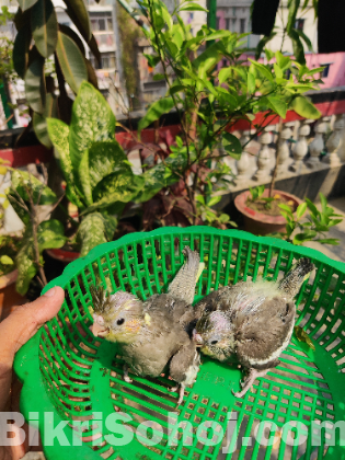 Cockatiel baby